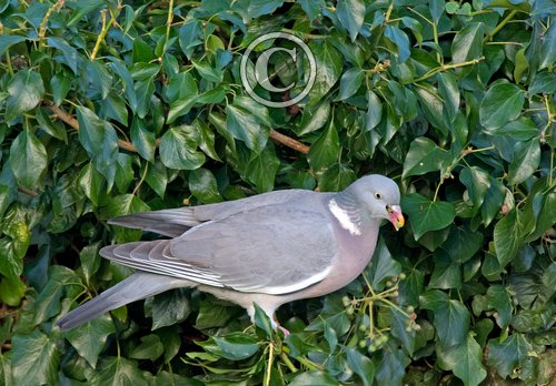 Wood Pigeon Eating Ivy Berries DM1839
